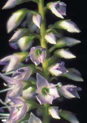 Veronica ligustrifolia. Inflorescence. Scale = 1 mm.
 Image: W.M. Malcolm © Te Papa CC-BY-NC 3.0 NZ